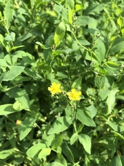 Potentilla argentea