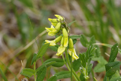 Astragalus umbellatus
