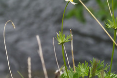Anemone parviflora