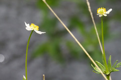 Anemone parviflora
