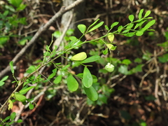 Synostemon albiflorus