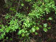 Synostemon albiflorus
