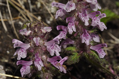 Pedicularis verticillata