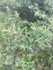 Hippophae