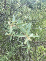 Hippophae