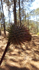 Cirsium oaxacanum