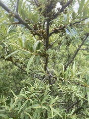 Hippophae
