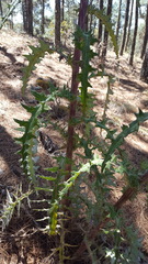 Cirsium oaxacanum