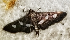 Desmia subdivisalis