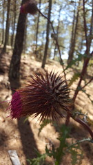 Cirsium oaxacanum