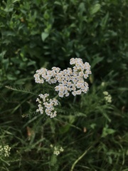 Achillea millefolium