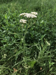 Achillea millefolium
