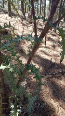 Cirsium oaxacanum