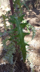 Cirsium oaxacanum