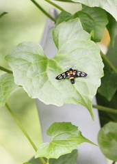 Amata sperbius