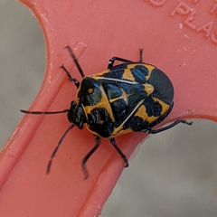 Murgantia histrionica