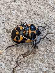 Murgantia histrionica