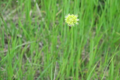 Allium obliquum