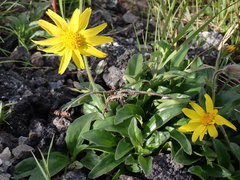 Arnica angustifolia