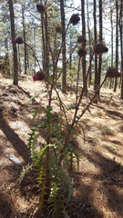Cirsium oaxacanum
