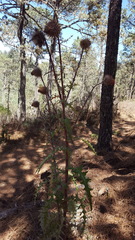 Cirsium oaxacanum