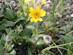Arnica angustifolia