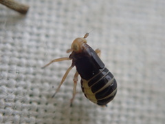 Ditropis pteridis