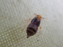 Ditropis pteridis