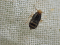 Ditropis pteridis