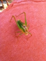 Metaplastes pulchripennis