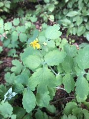 Chelidonium majus