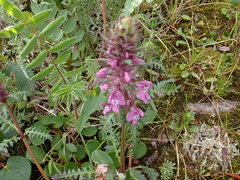 Pedicularis verticillata