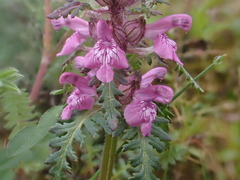Pedicularis verticillata