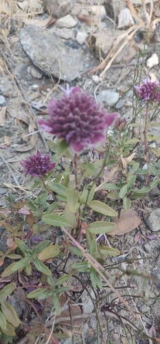 Image of Monardella palmeri by no rights reserved