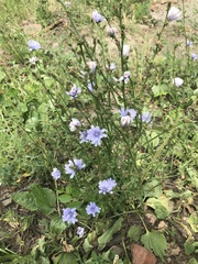 Cichorium intybus