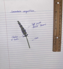 Lavandula angustifolia