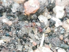 Tetramorium walshi