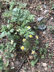 Tripleurospermum inodorum