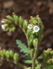 Phacelia denticulata