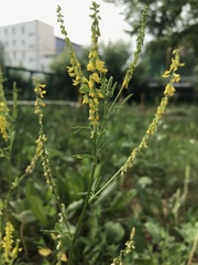 Melilotus officinalis