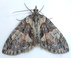 Hydriomena perfracta