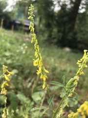 Melilotus officinalis