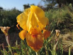 Iris atropurpurea