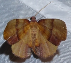 Plagodis phlogosaria