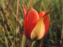 Tulipa agenensis