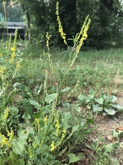 Melilotus officinalis