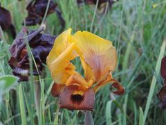 Iris atropurpurea