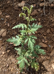 Phacelia denticulata