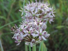 Allium tel-avivense