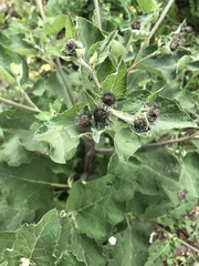 Arctium tomentosum